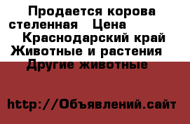 Продается корова стеленная › Цена ­ 60 000 - Краснодарский край Животные и растения » Другие животные   